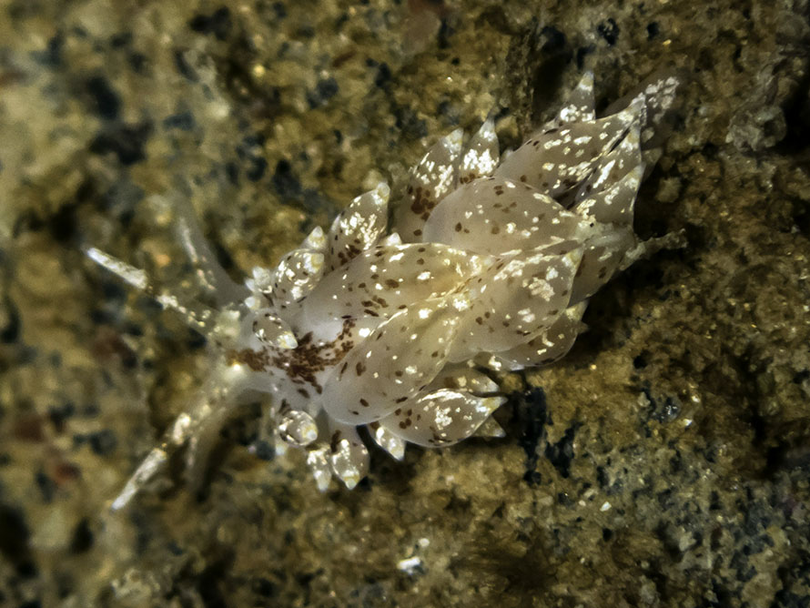 Eubranchus pallidus